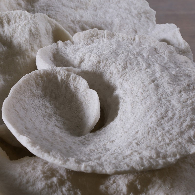 Coral Champignon Montipora