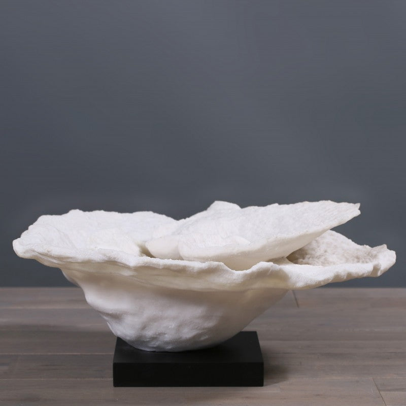 Coral Champignon Montipora