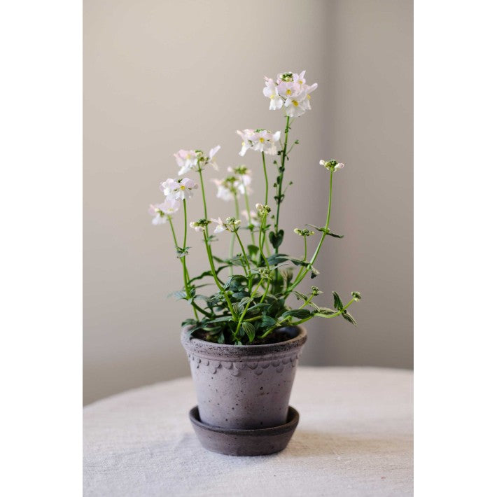 Maceta Gris Kobenhavner 12 cm de Bergs Potter - vista lateral | Nomad Interiors